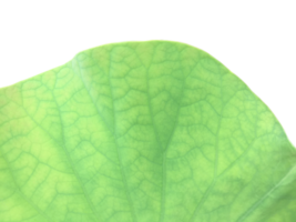 Isolated waterlily or lotus plant with clipping paths. png