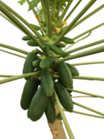 isolated papaya plant with clipping paths. png