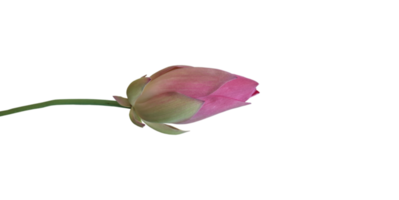 Isolated waterlily or lotus plants with clipping paths. png