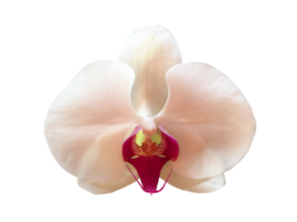 fleur d'orchidée vanda isolée avec des chemins de détourage. png