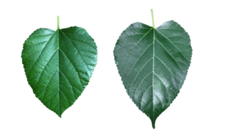 Isolated mulberry leaf with clipping paths. png