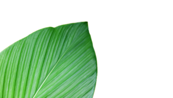 Isolated turmeric leaf with transparent background, png