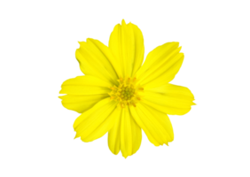 Isolated yellow cosmos flower with transparent background. png