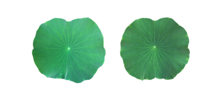 Isolated waterlily or lotus plant with clipping paths. png