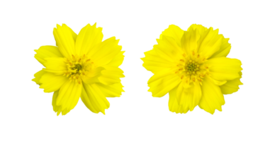 flor de cosmos amarelo isolado com traçados de recorte. png