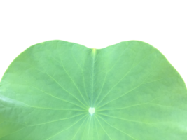 nénuphar isolé ou plante de lotus avec chemins de détourage. png