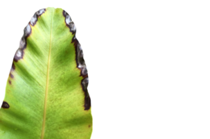 feuille d'asplenium nidus isolée ou feuille de fougère filet d'oiseau avec des chemins de détourage. png