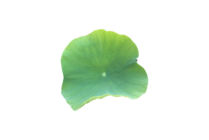 Isolated waterlily or lotus plant with clipping paths. png