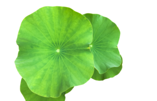 Isolated waterlily or lotus plants with clipping paths. png