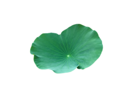 Isolierte Seerose oder Lotuspflanze mit Beschneidungspfaden. png