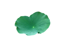 Isolated waterlily or lotus plant with clipping paths. png