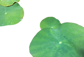 Isolated waterlily or lotus plants with clipping paths. png