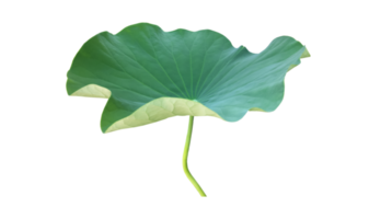 Isolated waterlily or lotus plant with clipping paths. png