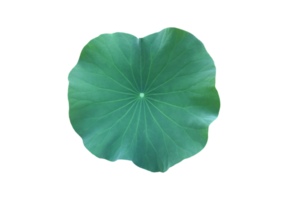 Isolated waterlily or lotus plant with clipping paths. png