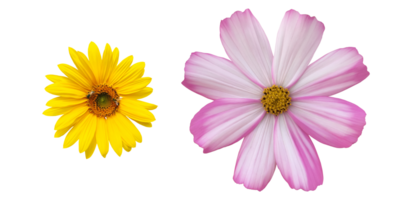 isolated cosmos flower with transparent background. png