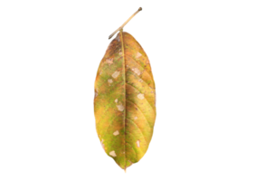 Isolated queen's crape myrtle old and fallen leaf with transparent background, png