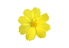 flor de cosmos amarelo isolado com fundo transparente. png