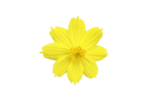 Isolated yellow cosmos flower with transparent background. png