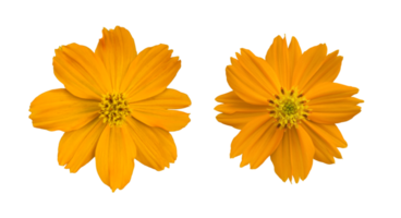 fiore di cosmo giallo isolato con tracciati di ritaglio. png