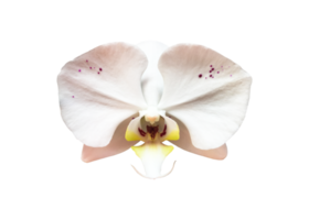 fleur d'orchidée vanda isolée avec des chemins de détourage. png