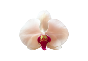 flor de orquídea vanda aislada con caminos de recorte. png