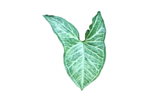 folha isolada de alocasia caladium em fundo branco com fundo transparente, png