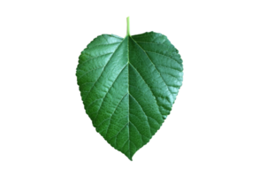 Isolated mulberry leaf with clipping paths. png