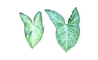 Isolated arrowhead vine or syngonium podophyllum leaf with clipping paths. png