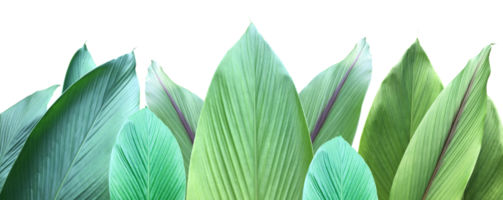 Isolated turmeric leaf with transparent background, png