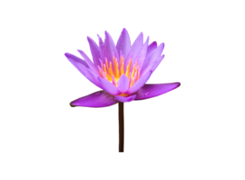 Isolated waterlily or lotus plant with clipping paths. png
