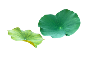 Isolated waterlily or lotus plants with clipping paths. png