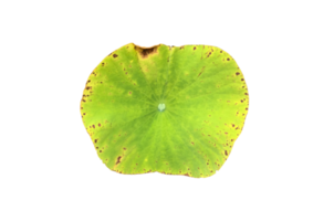 Isolated waterlily or lotus plants with clipping paths. png