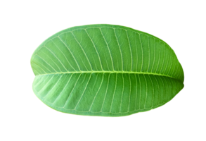 Isolated fresh green leaf of plumeria with transparent background. png