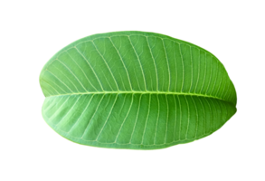 geïsoleerd vers groen blad van plumeria met transparant achtergrond. png