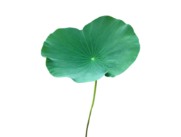 Isolated waterlily or lotus plants with clipping paths. png