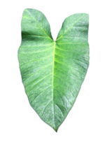 feuille de rosée du matin colocasia isolée et feuille de voie lactée colocasia avec des chemins de détourage. png