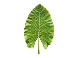 Isolated colocasia morning dew leaf and colocasia milky way leaf with clipping paths. png