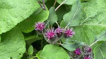 Natural background with burdock flowers video