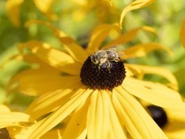 bee fly on Echinacea plant flower close up photo