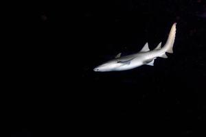 Nurse Shark close up on black at night photo