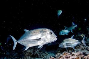 Giant trevally tuna caranx fish isolated on black photo