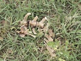 Fallow deer skeleton bones eaten by wold and covered by worms photo