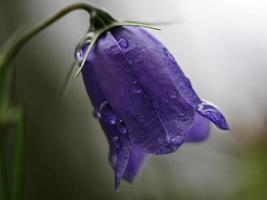 Bellflower violet purple macro photo