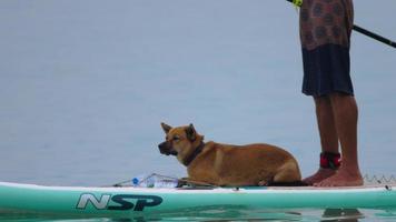 phuket, tailândia, 17 de novembro de 2018 - homem com cão paddlleboarding da praia de nai harn video