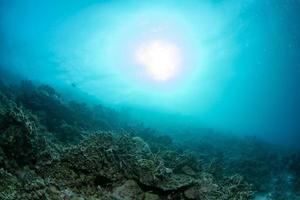 Reef Dead coral bleaching in indonesia photo