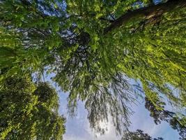 willow tree hanging fronds photo