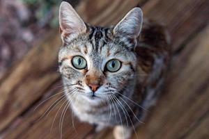 white and brown cat looking at you green eyes photo