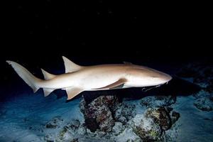 Nurse Shark close up on black at night photo