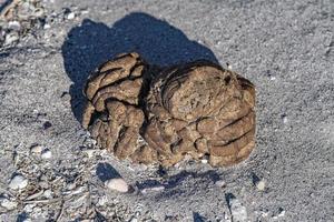 cow dung on the beach photo