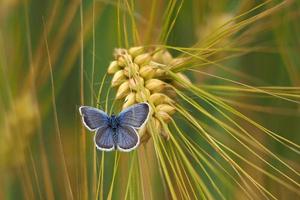 lycaenidae butterfly on wheat spike photo